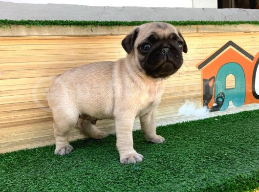 Hamburger Surat Gül Kuyruk Pug Bebekler görsel