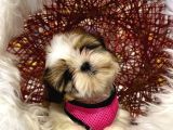 Shihtzu Tzu Yavrular Hazir
