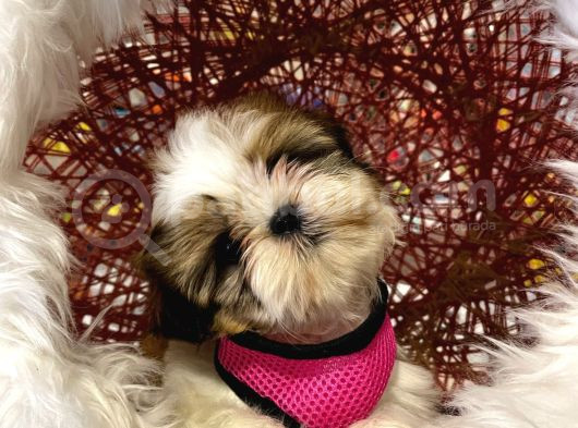 Shihtzu Tzu Yavrular Hazir görsel