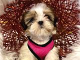 Shihtzu Tzu Yavrular Hazir