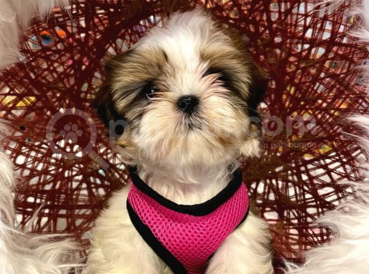 Shihtzu Tzu Yavrular Hazir görsel