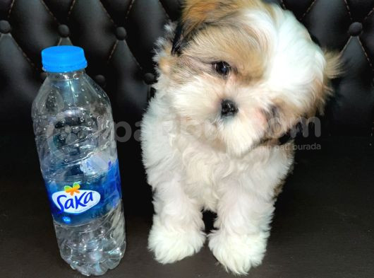 Shihtzu Tzu Yavrular Hazir