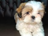 Shihtzu Tzu Yavrular Hazir