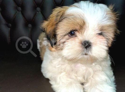 Shihtzu Tzu Yavrular Hazir görsel