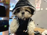Shihtzu Tzu Yavrular Hazir