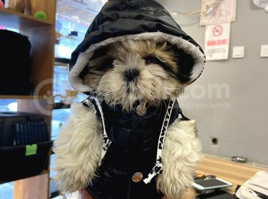 Shihtzu Tzu Yavrular Hazir görsel