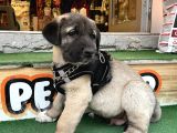 Dev Adaylari Burada Kangal-Anadolu Çoban