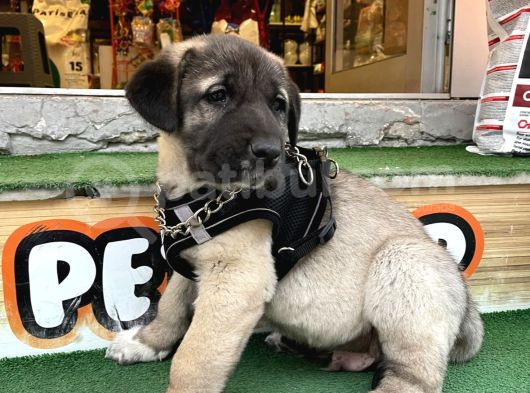 Dev Adaylari Burada Kangal-Anadolu Çoban görsel