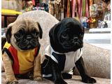Hamburger Surat Gül Kuyruk Pug Bebekler