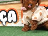 Poodle Bebekler Hazir