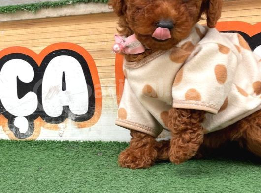 Poodle Bebekler Hazir görsel