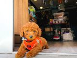 Poodle Bebekler Hazir