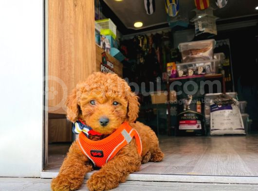 Poodle Bebekler Hazir görsel