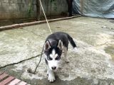 Husky Si̇bi̇rya Kurdu Yavrular Hazir