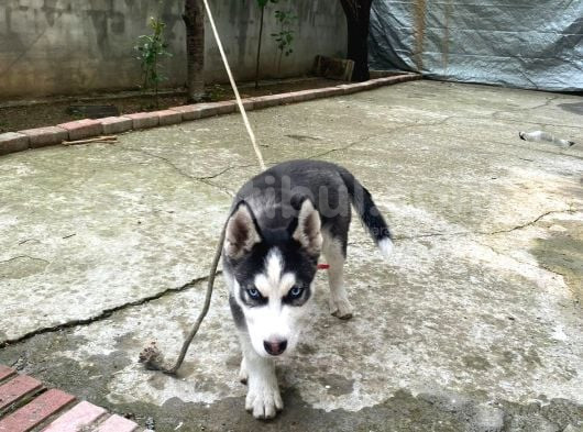 Husky Si̇bi̇rya Kurdu Yavrular Hazir görsel