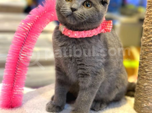 Scotti̇sh Fold Bebekler görsel