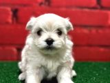 Kar Beyaz Maltese Yavrular