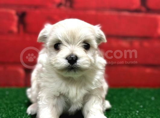 Kar Beyaz Maltese Yavrular görsel