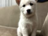 Husky Si̇bi̇rya Kurdu Yavrular Hazir