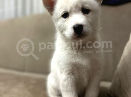 Husky Si̇bi̇rya Kurdu Yavrular Hazir görsel