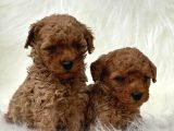 Poodle Bebekler Hazir
