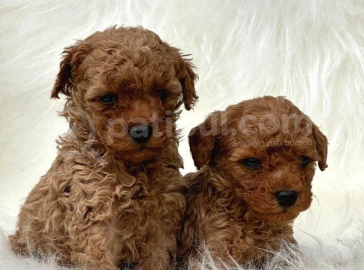 Poodle Bebekler Hazir görsel