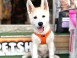 Husky Si̇bi̇rya Kurdu Yavrular Hazir