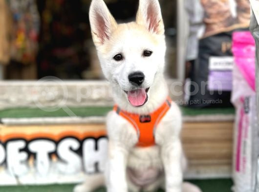 Husky Si̇bi̇rya Kurdu Yavrular Hazir görsel