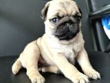 Hamburger Surat Gül Kuyruk Pug Bebekler