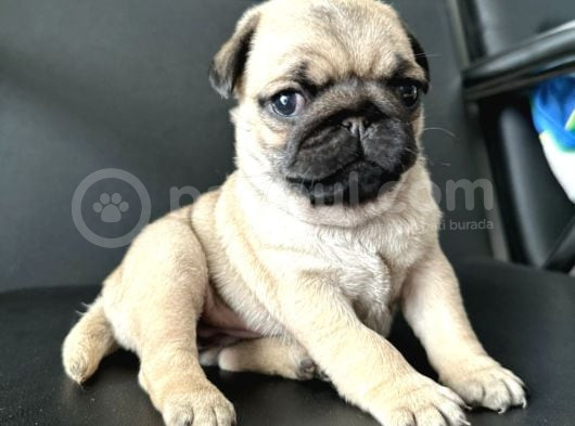 Hamburger Surat Gül Kuyruk Pug Bebekler görsel