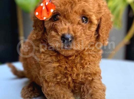 Poodle Bebekler Hazir görsel