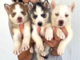 HUSKY SİBİRYA KURDU YAVRULAR HAZIR