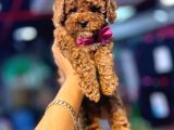 POODLE BEBEKLER HAZIR