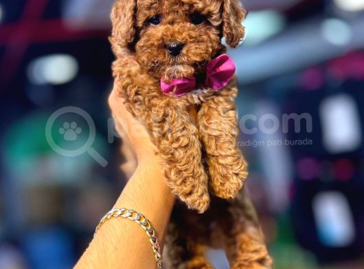 Poodle Bebekler Hazir