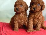 TOY POODLE IRKININ EN İYİSİ