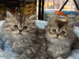 British longhair bebekler