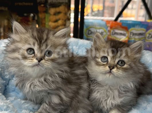 British Longhair Bebekler