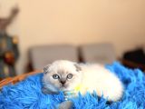 Scottish Fold Bluepoint Bebekler