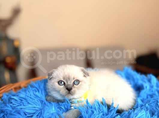 Scottish Fold Bluepoint Bebekler görsel