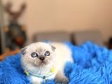 Scottish Fold Bluepoint Bebekler