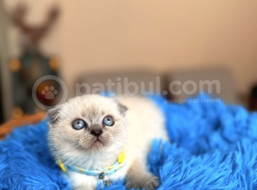 Scottish Fold Bluepoint Bebekler görsel