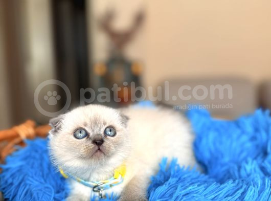 Scottish Fold Bluepoint Bebekler görsel