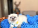 Scottish Fold Bluepoint Bebekler