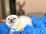 Scottish Fold Bluepoint Bebekler