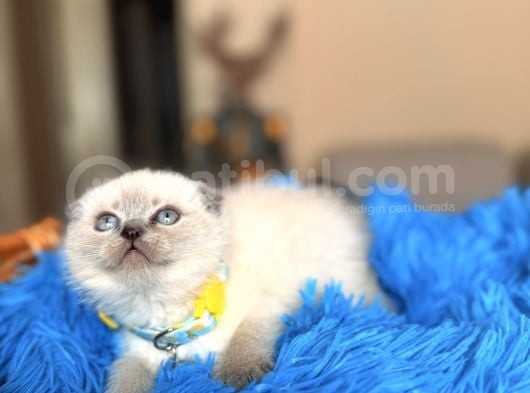 Scottish Fold Bluepoint Bebekler görsel