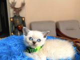 British Shorthair Bluepoint Ve Redpoint
