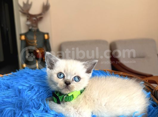 British Shorthair Bluepoint Ve Redpoint görsel
