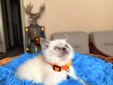 British Shorthair Bluepoint Ve Redpoint