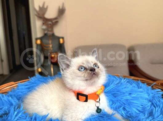 British Shorthair Bluepoint Ve Redpoint görsel