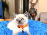 British Shorthair Bluepoint Ve Redpoint